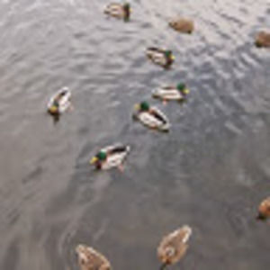 Meet your Posher, Crissy